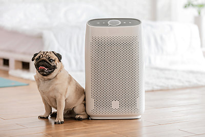 Dog sitting by air purifier