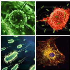A variety of close up shots of pathogens