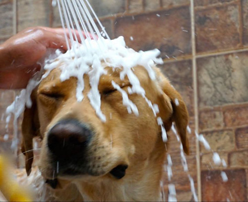 Light brown dog getting shampoo rinsed off with a faucet 