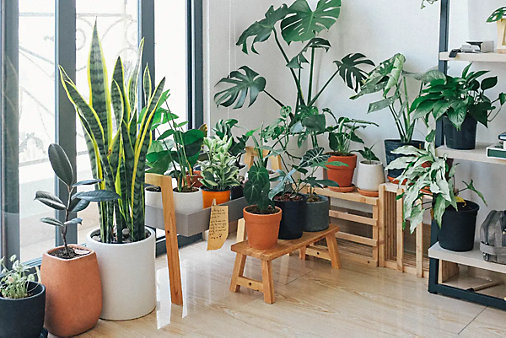 Did You Know That Plants Can Help Improve Indoor Air Quality?