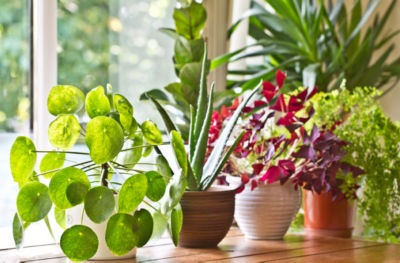 Add Indoor Houseplants