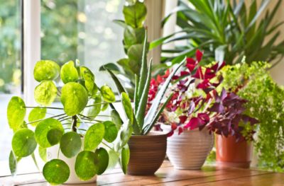 Add Indoor Houseplants