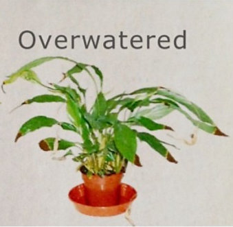 Overwatered plant