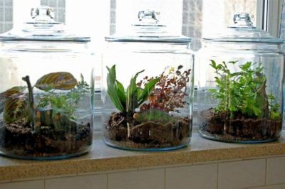 Terrariums in window getting sunlight