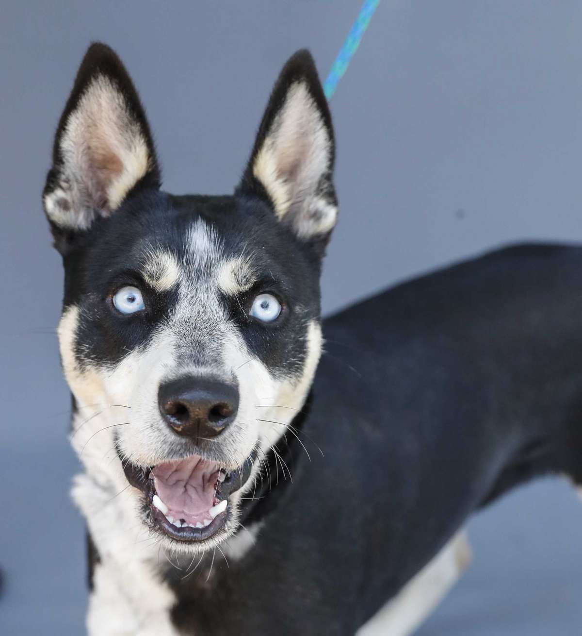 Alaskan husky mix