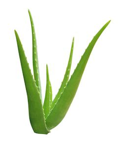 aloe vera