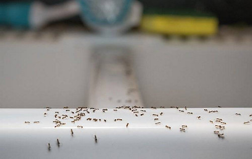 A group of ants on a white surface