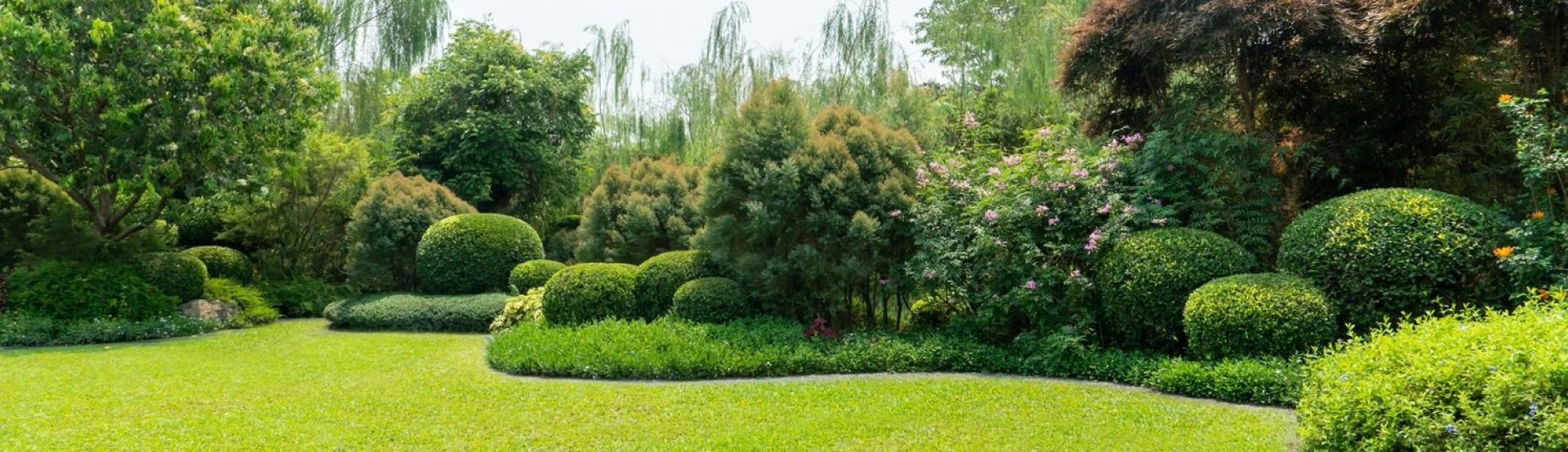 trees in the backyard