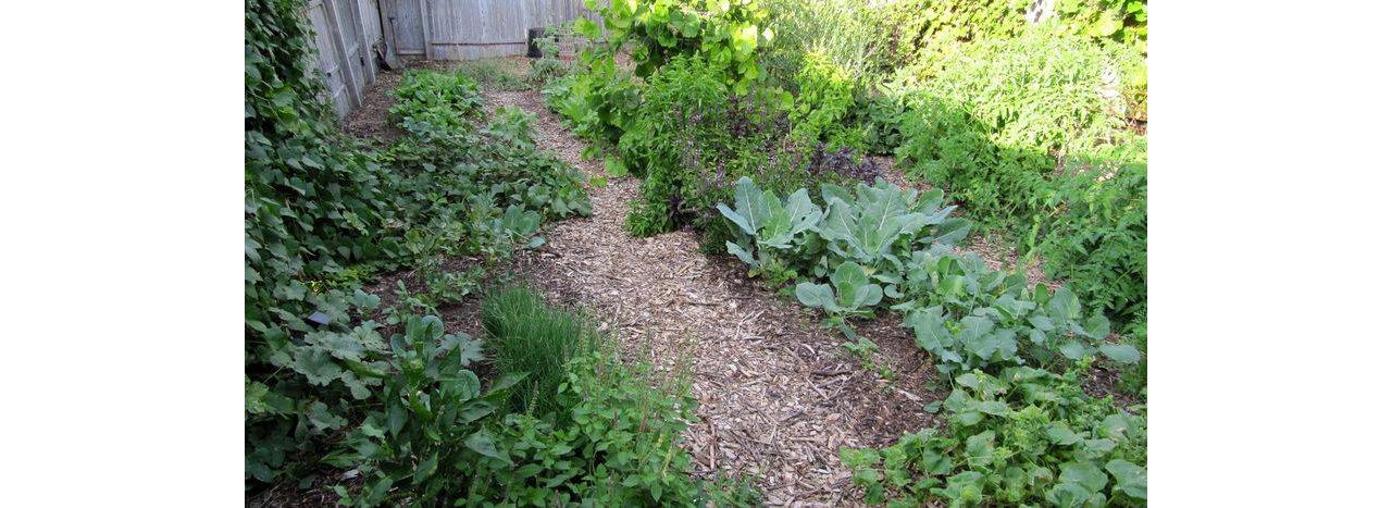 Bed preparation for crops.