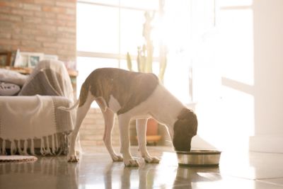 dog drinking from their water bowl inside family home