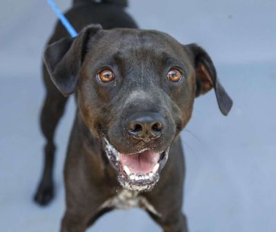 Black white labrador