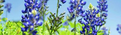 Bluebonnets grow on a slope, Wednesday, April 6, 2022, at Willow Waterhole in Houston.