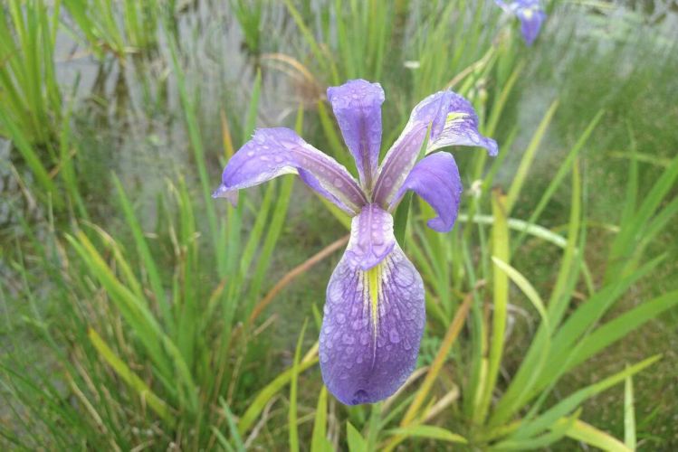 Blue flag irises (Iris virginica) at the edge of the water in Memorial Park’s Eastern Glades are one example of spring flowers now blooming there.