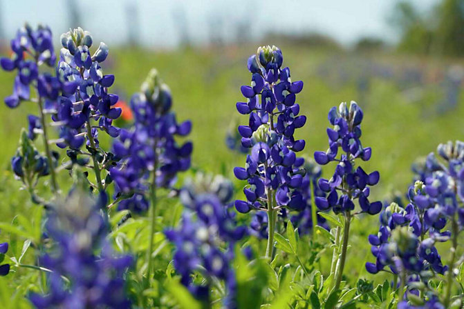Bluebonnets and other wildflowers are blooming along FM 2447 in Chappell Hill.