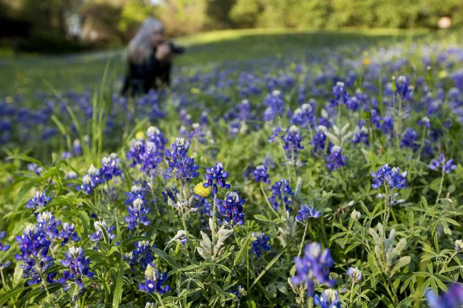 Theresa DiMenno photographs bluebonnets in Terry Hershey Park on Thursday, March 22, 2018, in Houston. ( Brett Coomer / Houston Chronicle )