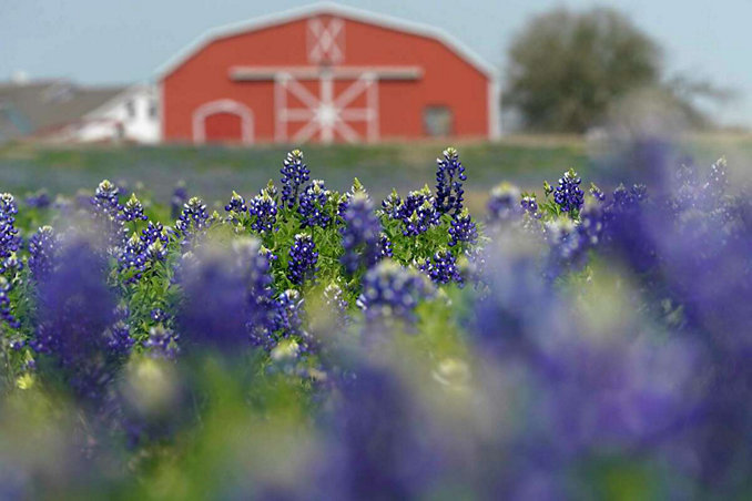 Bluebonnets are shown in a field off U.S. 290 near the First Baptist Church Chappell Hill