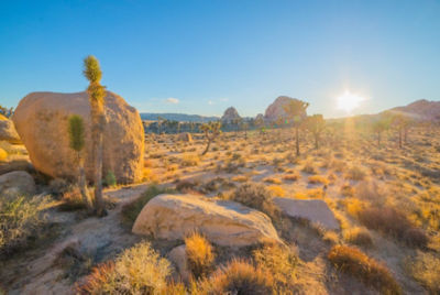 A desert landscape on a sunny day.