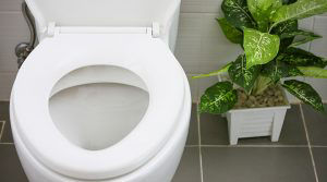 Clean toilet with plant next to it