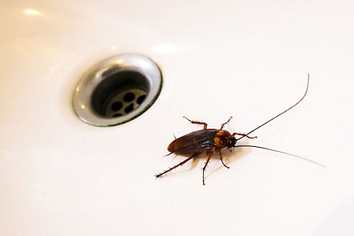 A roach on a sink