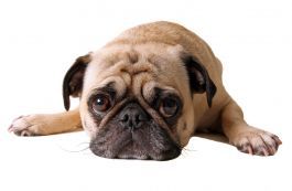 Cute pug laying on floor