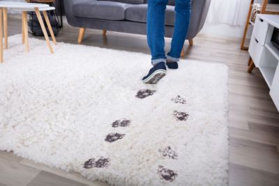 Muddy footprint on carpet