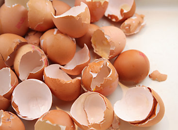 Broken egg shells.