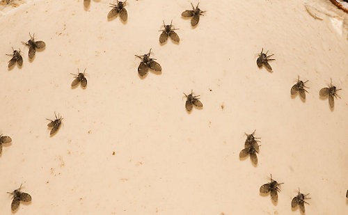 A group of flies on a white surface