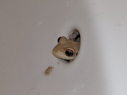 A frog peeking out of a hole in a wall