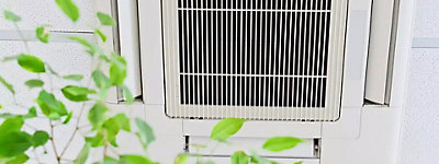 Air conditioner behind a ficus to imrpove air quality - Thomas & Galbraith Heating, Cooling, & Plumbing