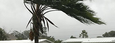 A palm tree blowing in the wind