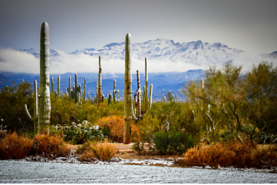 Arizona landscape with frost on cacti 