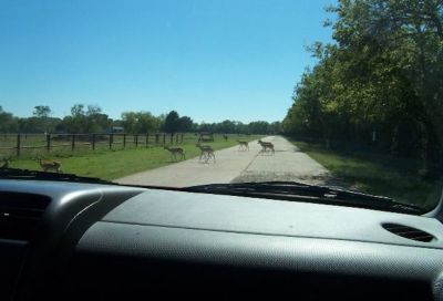 Houston animal park