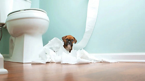 Is Your Toilet Suffering After You Hosted Thanksgiving?