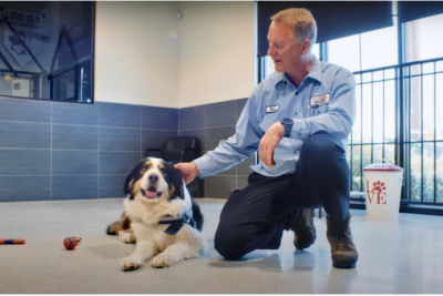 Technician interacting with large dog at animal rescue