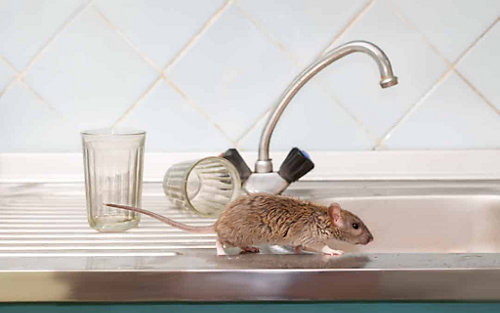 A mouse on a sink