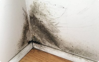 Mold Issues