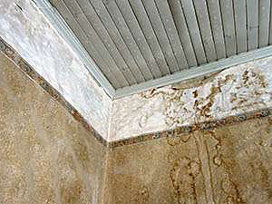 Mold from your AC unit