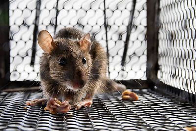 Mouse hiding and nibbling on crumbs