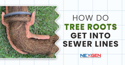 How do tree roots get into sewer lines