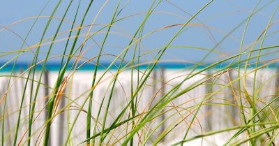 View of the ocean with grass