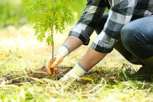 Man planting tree seedling in yard