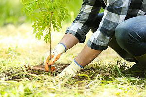 Planting a tree away from sewer lines