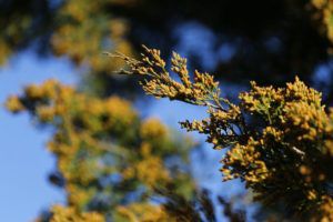 Pollen grain