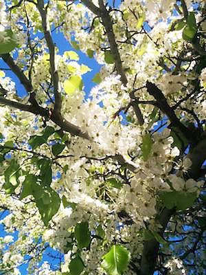 Dogwood tree with blue sky in background