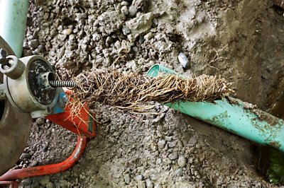 Roots sticking out of pipe