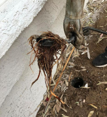 Removing tree roots in a sewer line with a drain auger