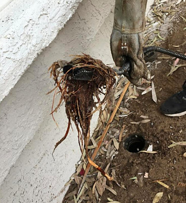 Removing tree roots in a sewer line with a drain auger