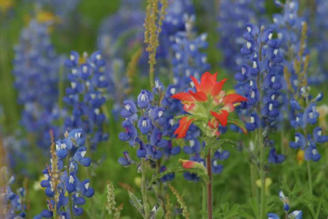 The “sand bluebonnet,” which grows well in sandy soil, has its blue flowers all of the way to the tip.