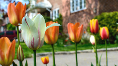 Colorful tulips blooming in yard