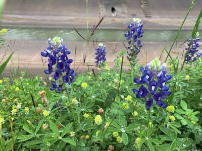 You can find spring wildflowers across along the White Oak bayou trails just south of 11th street and along TC Jester